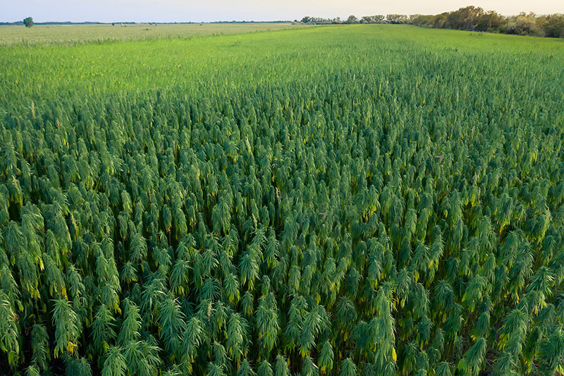 CBD Oil Hemp Field